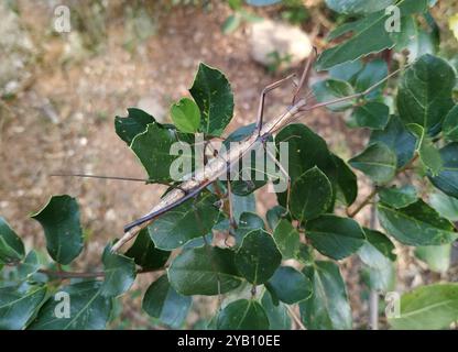 Insetto bastone mediterraneo (Bacillus rossius) insetto Foto Stock