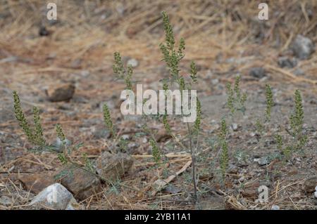 Plantae del borsone della colonna vertebrale piatta (Ambrosia acanthicarpa) Foto Stock