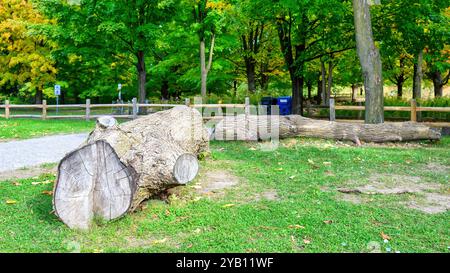 Tronchi di alberi caduti che fungono da banchi rustici, contribuendo al miglioramento ambientale nel tempo. Una scena a High Park. Foto Stock