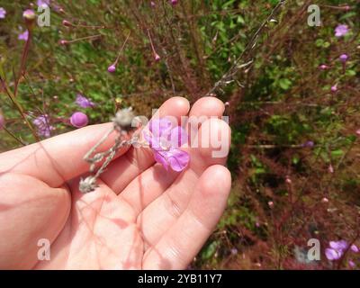 Seminole False Foxglove (Agalinis filifolia) Plantae Foto Stock