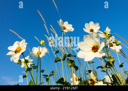 Garden White Dahlia 'Atlantis', fine estate, inizio stagione autunnale, settembre Foto Stock