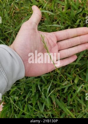 Ryegrass perenne (Lolium perenne) Plantae Foto Stock