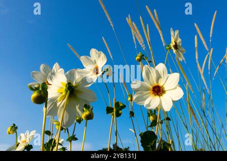 Garden White Dahlia 'Atlantis', fine estate, inizio autunno, settembre Foto Stock