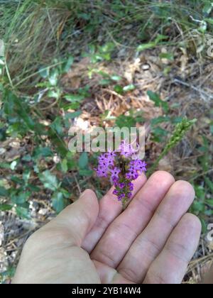 Stella a foglia di circolo (Liatris laevigata) Plantae Foto Stock