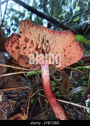 Funghi della webcap (Cortinarius sanguineus) Foto Stock