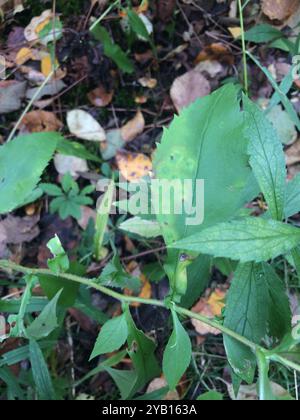 Aster (Symphyotrichum ciliolatum) Plantae di Lindley Foto Stock