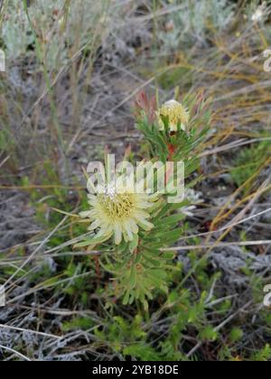 Thistle Sugarbush (Protea scolymocephala) Plantae Foto Stock