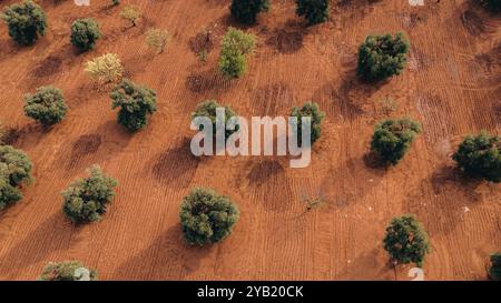 Splendida foto aerea di una vasta piantagione di ulivi al tramonto in Puglia, catturando file di alberi e sentieri sterrati. La luce dorata aumenta Foto Stock