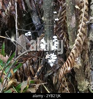 Fairy Parachutes (Marasmiellus candidus) funghi Foto Stock