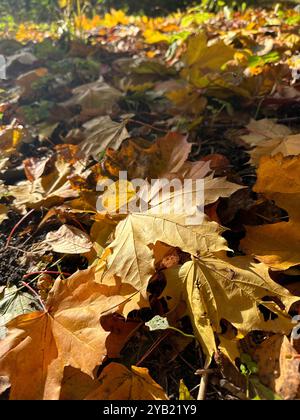 Primo piano di foglie d'acero giallo brillante giacenti a terra nella foresta nelle giornate di sole Foto Stock