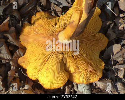 Funghi jack-o'-lantern (Omphalotus illudens) dell'America orientale Foto Stock