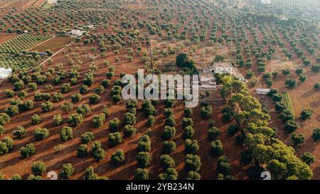 Splendida foto aerea di una vasta piantagione di ulivi al tramonto in Puglia, catturando file di alberi e sentieri sterrati. La luce dorata aumenta Foto Stock