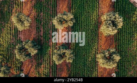 Splendida foto aerea di una vasta piantagione di ulivi al tramonto in Puglia, catturando file di alberi e sentieri sterrati. La luce dorata aumenta Foto Stock