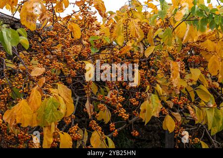 Celastro Orbiculatus pianta di vitigno a fiore boscoso con foglie gialle d'oro e un piccolo fiore giallognolo in autunno e comunemente noto come Ori Foto Stock