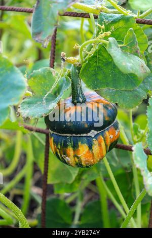 Il turban squash (Cucurbita maxima), noto anche come turban del turco o turban francese, è un tipo di squash utilizzato più spesso come squash invernale, Inghilterra, Regno Unito Foto Stock