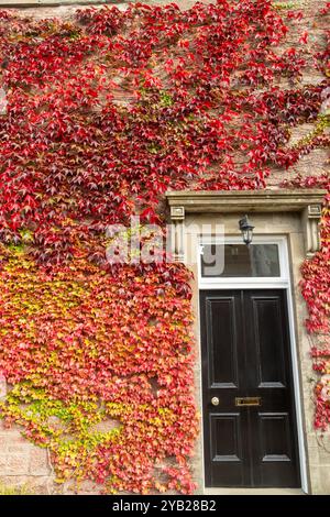 Crepuscolo della virginia Rossa intorno a una porta a Blairgowrie, Perthshire, Scozia Foto Stock