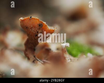 Foto macro di un vivace fungo arancio con delicate creste, che crescono tra le texture naturali del pavimento della foresta Foto Stock