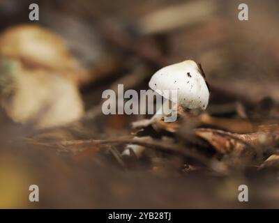 Foto macro di un delicato fungo bianco che emerge dal pavimento della foresta, circondato da toni terrosi e texture naturali Foto Stock