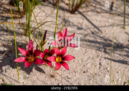 Romulea sp. Visto in un habitat naturale vicino a Piketberg, nel capo Occidentale del Sud Africa Foto Stock