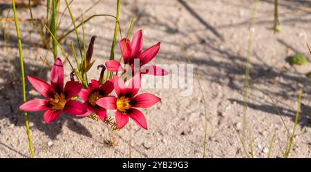 Romulea sp. Visto in un habitat naturale vicino a Piketberg, nel capo Occidentale del Sud Africa Foto Stock