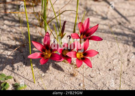 Romulea sp. Visto in un habitat naturale vicino a Piketberg, nel capo Occidentale del Sud Africa Foto Stock