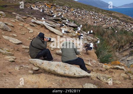 Albatross bruno-nero Thalassarche melanophrys e fotografi Sealion Island Falkland Islands British Overseas Territory Novembre 2016 Foto Stock