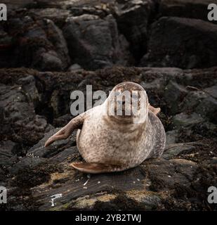 Foca comune sulle rocce di Loch Roe, Lochinver, Highlands, Scozia Foto Stock