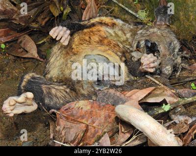 Opossum meridionale (Didelphis marsupialis) Mammalia Foto Stock