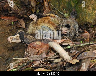 Opossum meridionale (Didelphis marsupialis) Mammalia Foto Stock