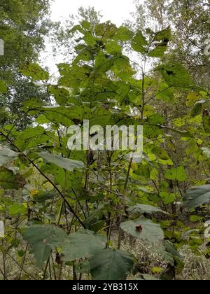 Palude Cottonwood (Populus heterophylla) Plantae Foto Stock