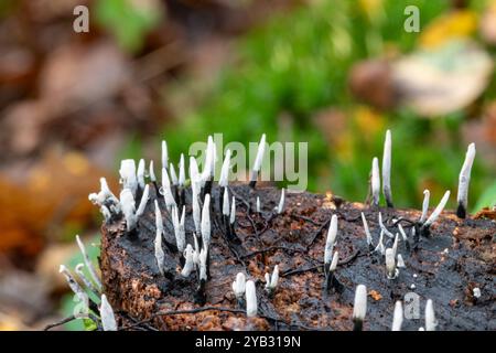 Funghi Candlesnuff (Xylaria ipossylon) che crescono su un ceppo d'albero durante l'autunno, Inghilterra, Regno Unito Foto Stock
