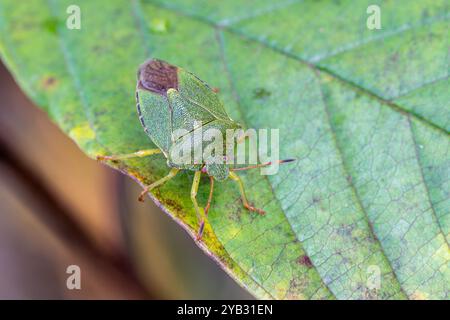 Comune schermatura verde (Palomena prasina) su foglia verde durante ottobre, Surrey, Inghilterra, Regno Unito Foto Stock