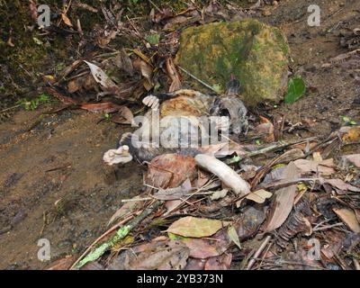 Opossum meridionale (Didelphis marsupialis) Mammalia Foto Stock