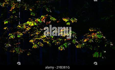 End of summer deep in the forest leaves change color and die in spot of light Foto Stock