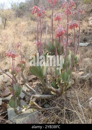 Orecchie oblunghe (Cotyledon orbiculata oblonga) Plantae Foto Stock