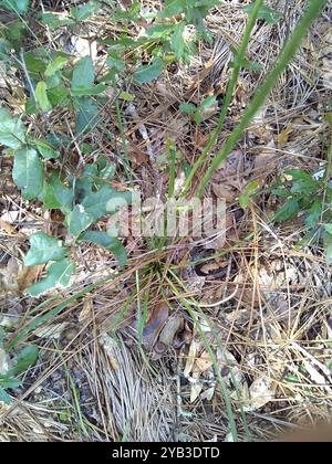 Stella a foglia di circolo (Liatris laevigata) Plantae Foto Stock