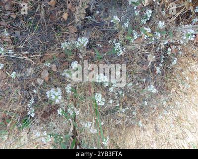 Hoary alyssum (Berteroa incana) Plantae Foto Stock