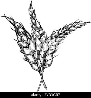 Mucchio di orecchie di frumento sul gambo immagine vettoriale in bianco nero isolato. Set di spikelet Rye, orzo monocromatico disegnato a mano con inchiostro botanico Illustrazione Vettoriale