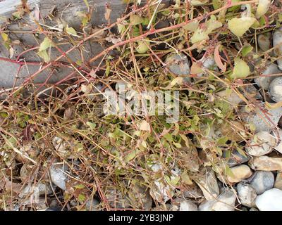 Babington's Orache (Atriplex glabriuscula) Plantae Foto Stock