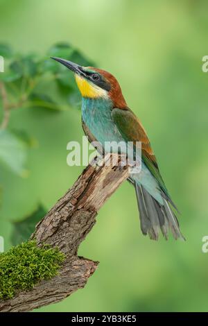 Merops apiaster, una mangiatrice europea di api Foto Stock