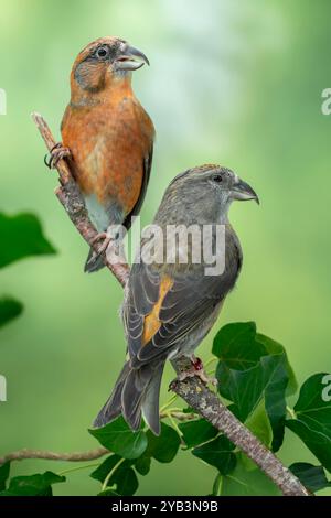 Croce rossa o croce comune Loxia curvirostra Foto Stock