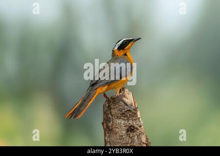 Robin-chat Cossypha heuglini con le sopracciglia bianche Foto Stock