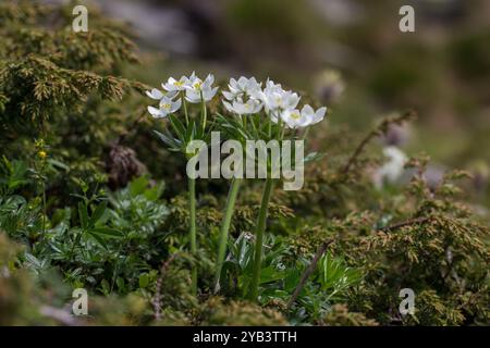 Narcissus anemone o anemone fiorito di narciso (Anemonastrum narcissiflorum) è una pianta alpina della famiglia delle Ranunculaceae. Foto Stock