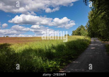Paesaggio rurale con campi di grano, strade sterrate e nuvole bianche sul cielo blu in una calda giornata estiva a Orivesi, Finlandia Foto Stock