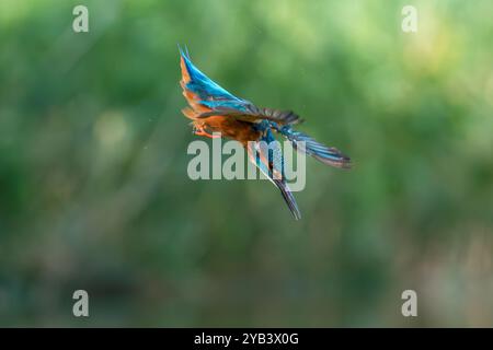 Comune di kingfisher, Alcedo atthis Foto Stock
