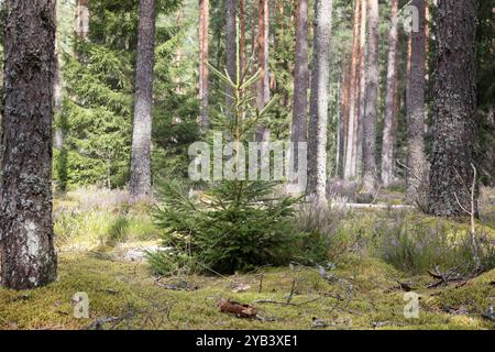 Vista di un piccolo albero di Natale nella foresta attraverso i tronchi degli alberi Foto Stock