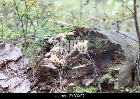 molti piccoli funghi su un ceppo d'albero morto con muschio Foto Stock