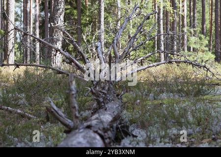 Un albero caduto e morto nella foresta senza foglie Foto Stock