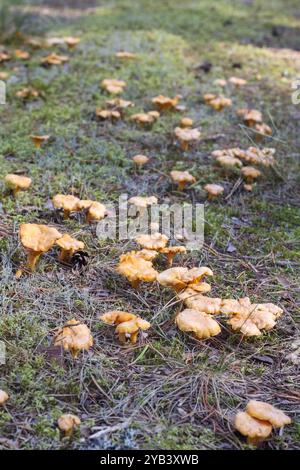 i funghi autunnali crescono nella foresta lungo il sentiero forestale Foto Stock