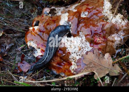 Scena viscida: Lumaca nera cenere che mangia funghi marcificanti Foto Stock